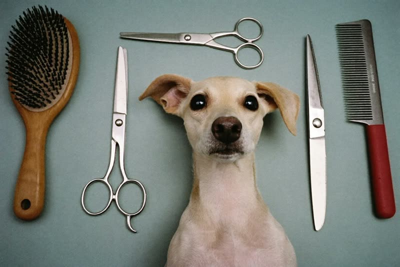 Clean grooming tools laid out on a pastel surface