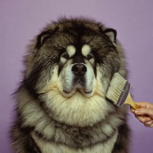 A thick-coated dog being de-shed with a rake brush